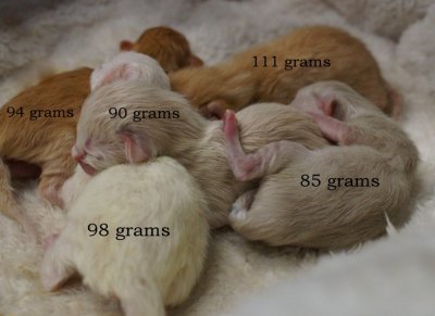 Weighing in between 85 and 111 grams