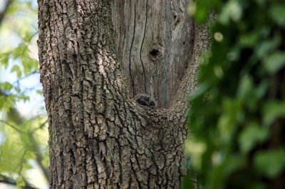 Baby Barred Owl