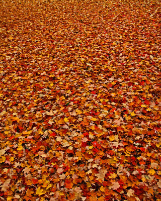 Carpet of leaves