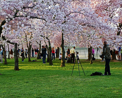 Among the Cherry Blossoms