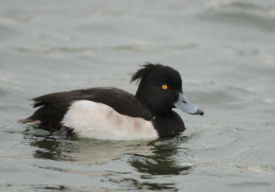Tufted Duck - Aythya fuligula (Kuifeend)