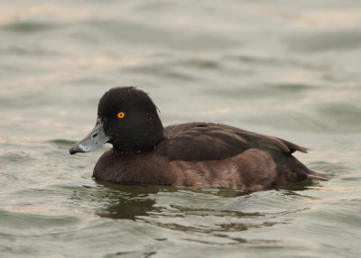 Tufted Duck - Aythya fuligula (Kuifeend)