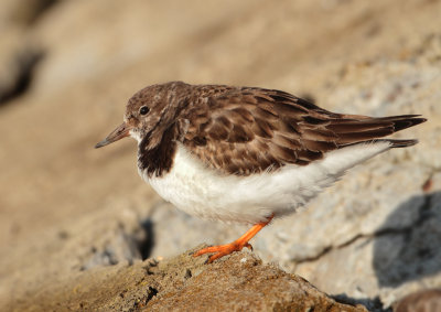 Ruddy Turnstone - Arenaria interpres (Steenloper)
