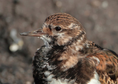 Ruddy Turnstone - Arenaria interpres (Steenloper)