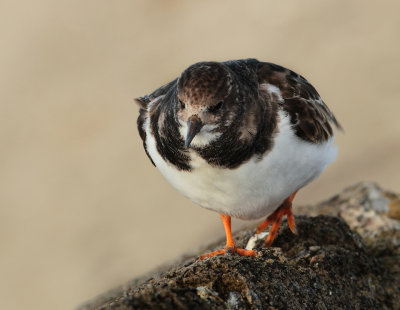 Ruddy Turnstone - Arenaria interpres (Steenloper)