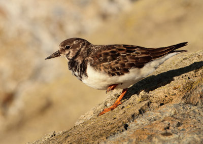 Ruddy Turnstone - Arenaria interpres (Steenloper)