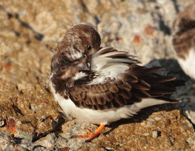 Ruddy Turnstone - Arenaria interpres (Steenloper)