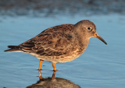Purple Sandpiper - Calidris maritima (Paarse Strandloper)