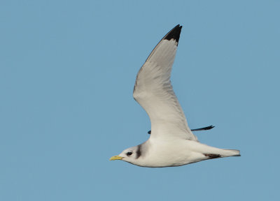 Black-legged Kittiwake - Rissa tridactyla (Drieteenmeeuw) 