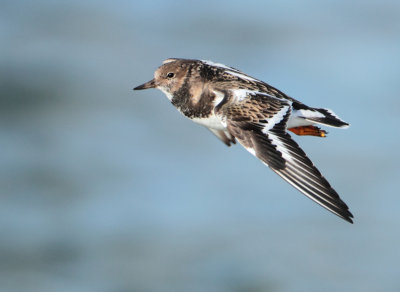 Ruddy Turnstone - Arenaria interpres (Steenloper)