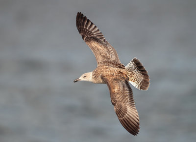 Herring Gull - Larus argentatus (Zilvermeeuw)