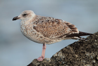 Herring Gull - Larus argentatus (Zilvermeeuw)