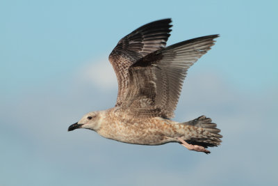 Herring Gull - Larus argentatus (Zilvermeeuw)