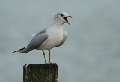 Common Gull - Larus canus (Stormmeeuw)