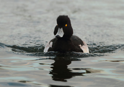 Tufted Duck - Aythya fuligula (Kuifeend)
