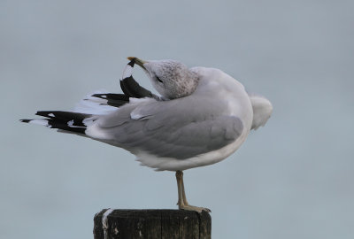 Common Gull - Larus canus (Stormmeeuw)