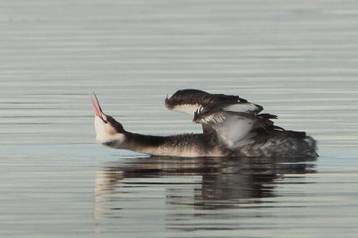 Great Crested Grebe - Podiceps cristatus (Fuut)