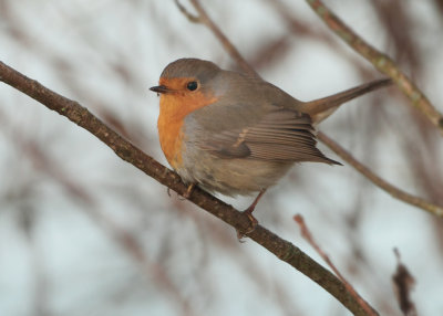 European Robin - Erithacus rubecula (Roodborst)