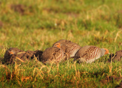 Grey Partridge - Perdix perdix (Patrijs)