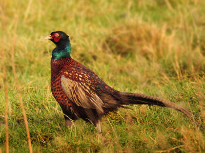 Common Pheasant - Phasianus colchicus (Fazant)