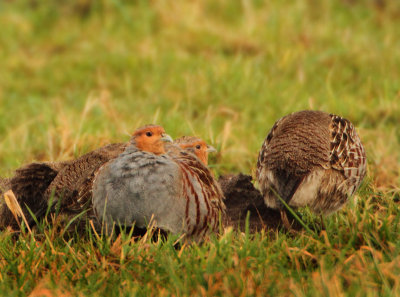 Grey Partridge - Perdix perdix (Patrijs)