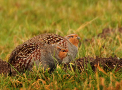 Grey Partridge - Perdix perdix (Patrijs)