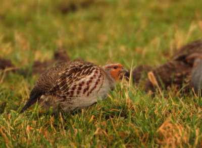 MAP: Grey Partridge - Perdix perdix (Patrijs)
