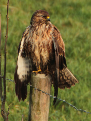 Common Buzzard - Buteo buteo (Buizerd)