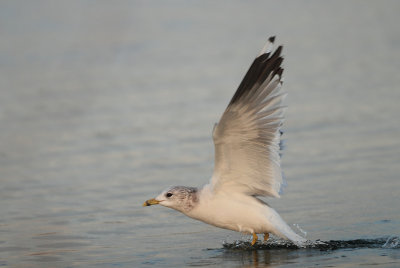 European Common Gull - Larus canus canus (Stormmeeuw)