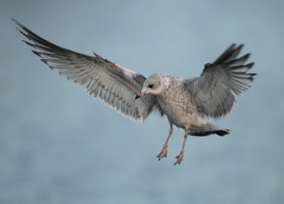 Common Gull - Larus canus (Stormmeeuw)