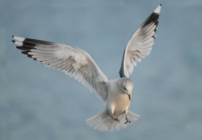Common Gull - Larus canus (Stormmeeuw)