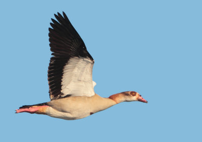 Egyptian Goose - Alopochen aegypticus (Nijlgans)