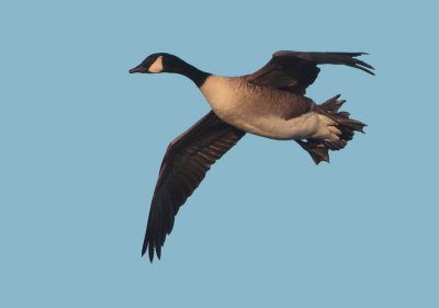 Canada Goose - Branta canadensis (Grote Canadese Gans)