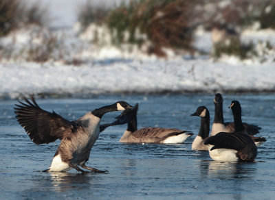 Canada Goose - Branta canadensis (Grote Canadese Gans)