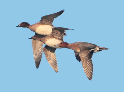 Eurasian Wigeon - Anas penelope (Smient)