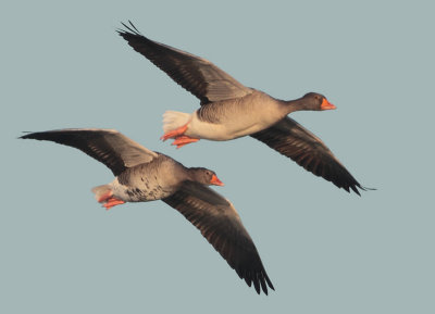 Greylag Goose - Anser anser (Grauwe Gans)