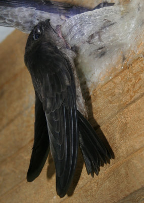 Germains Swiftlet - Collocalia germani