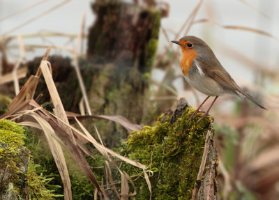 European Robin - Erithacus rubecula (Roodborst)