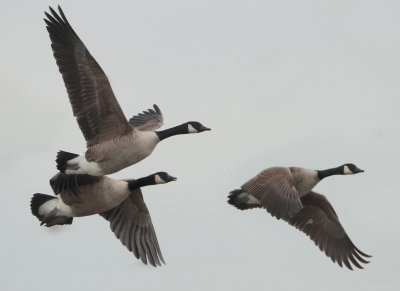 Canada Goose - Branta canadensis (Grote Canadese Gans)