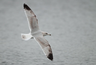 Herring Gull - Larus argentatus (Zilvermeeuw)