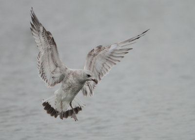 Common Gull - Larus canus (Stormmeeuw)