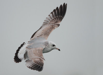 Common Gull - Larus canus (Stormmeeuw)