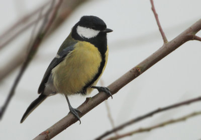 Great Tit - Parus major (Koolmees)