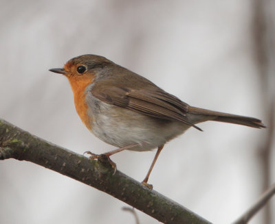 European Robin - Erithacus rubecula (Roodborst)