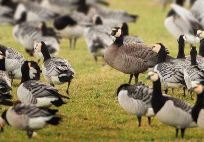 Barnacle Goose x Greater Canada Goose