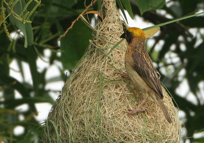 Baya Weaver - Ploceus philippensis