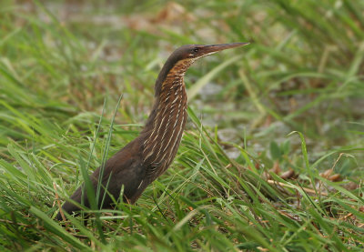 Black Bittern - Ixobrychus flavicollis (Zwarte Roerdomp)