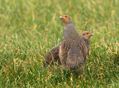 Grey Partridge - Perdix perdix (Patrijs)