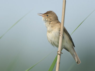 Eurasian Reed Warbler - Acrocephalus scirpaceus (Kleine Karekiet)