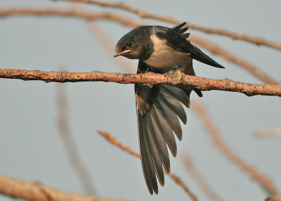 Barn Swallow - Hirundo rustica (Boerenzwaluw)